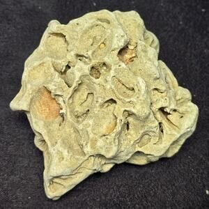 Genuine Fossilized Coral Reef Stone Ocean Coastal Home Decor Display Aqua